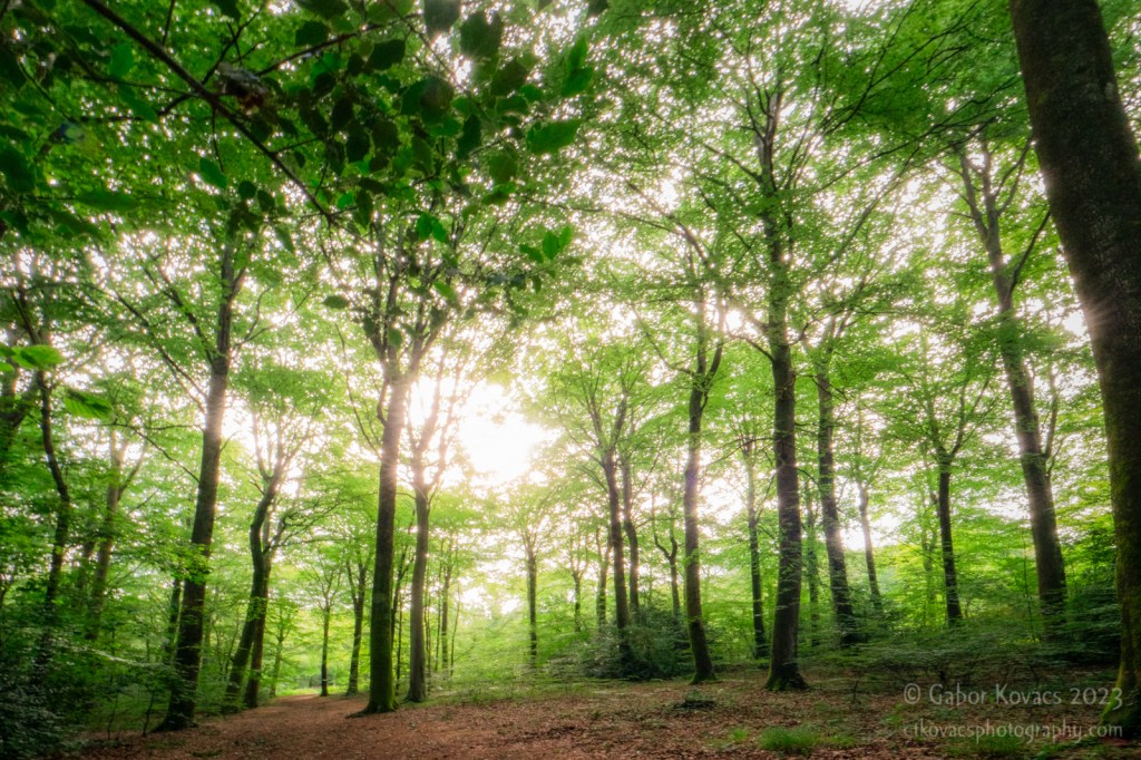 week 28 –&nbsp;distort