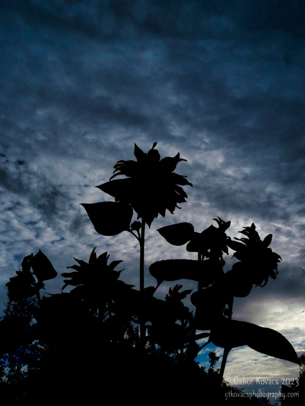 week 32 –&nbsp;silhouette