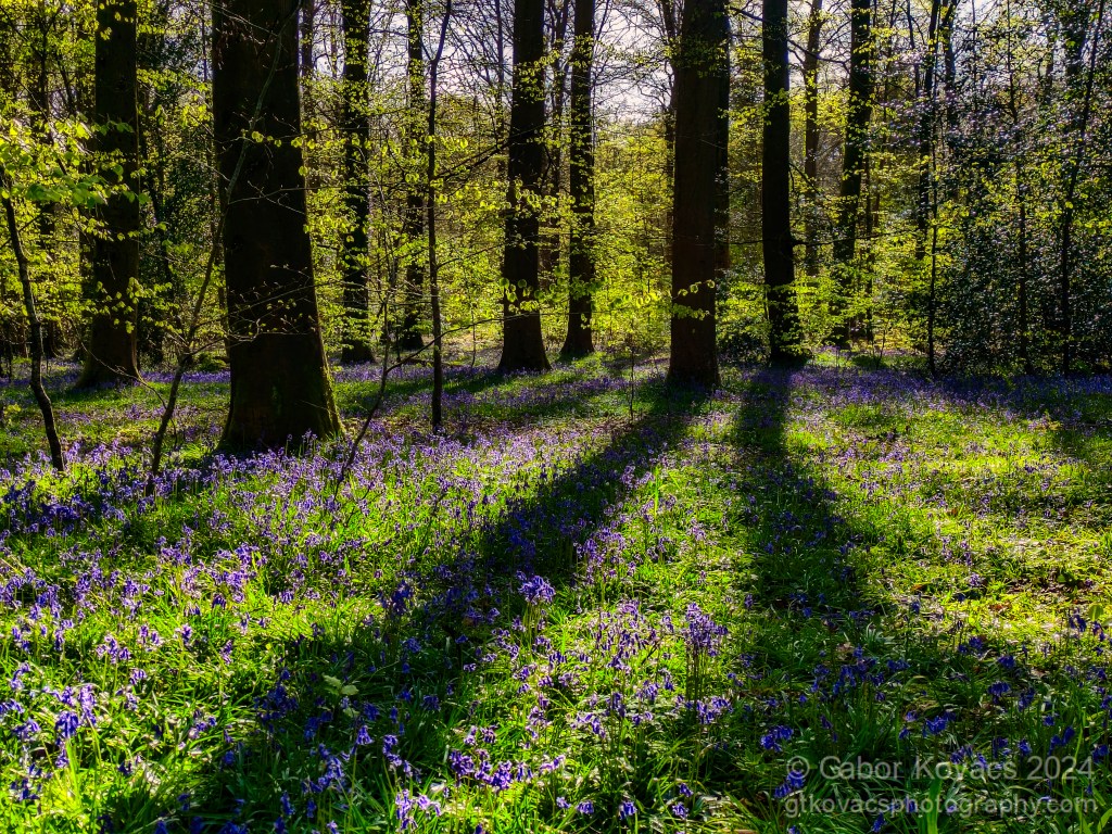 bluebell wood