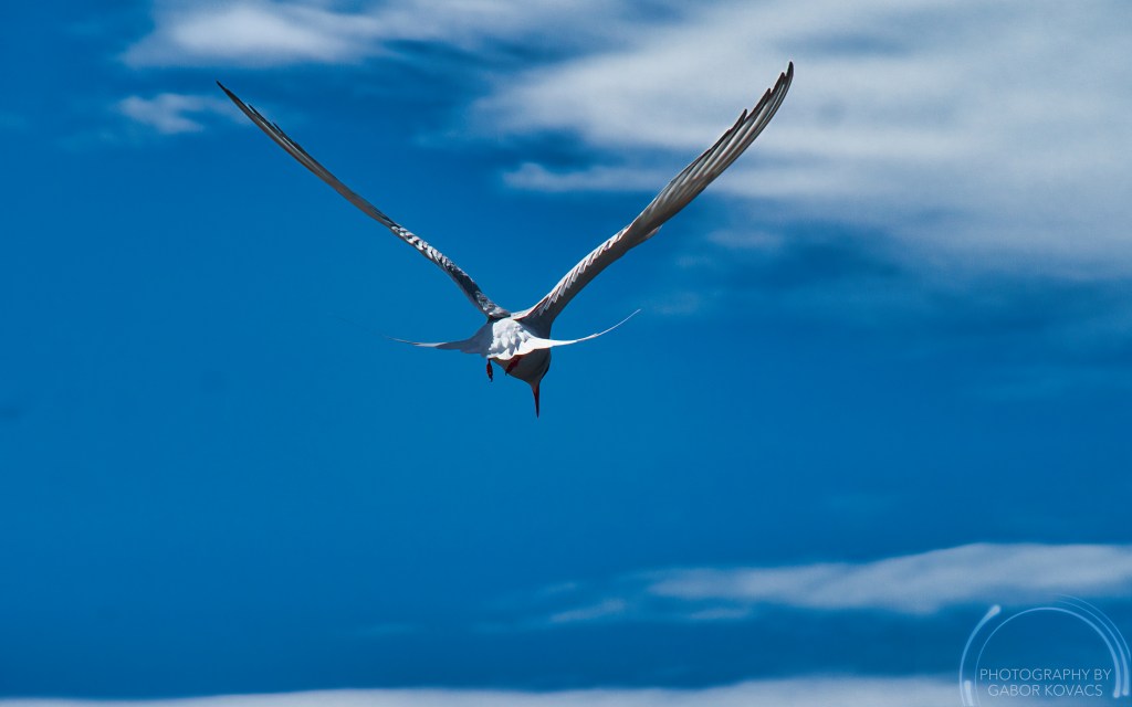 tern