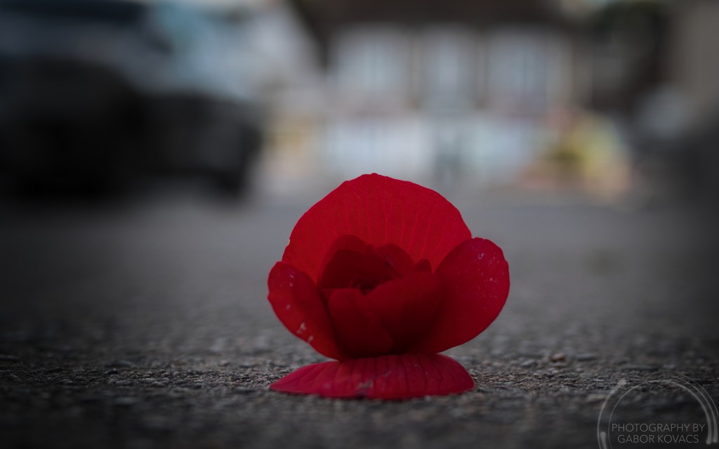 A walk round Bishop’s&nbsp;Waltham