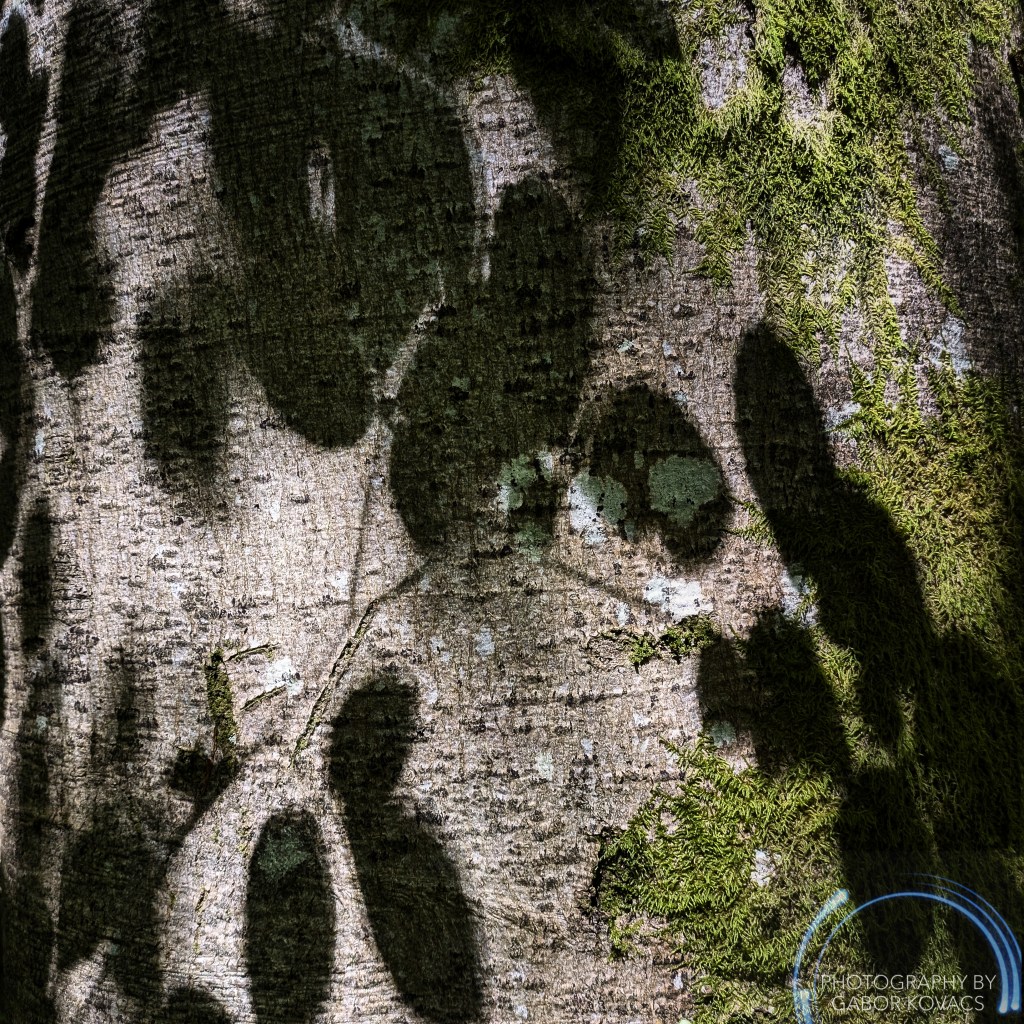 shadows on beech&nbsp;trees