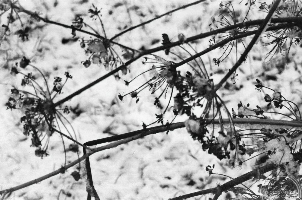 Fennel seed heads in the&nbsp;snow