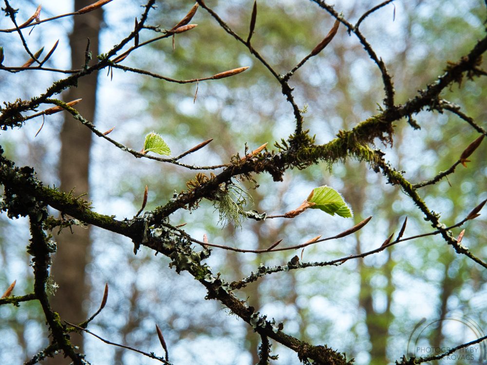 beech leaves