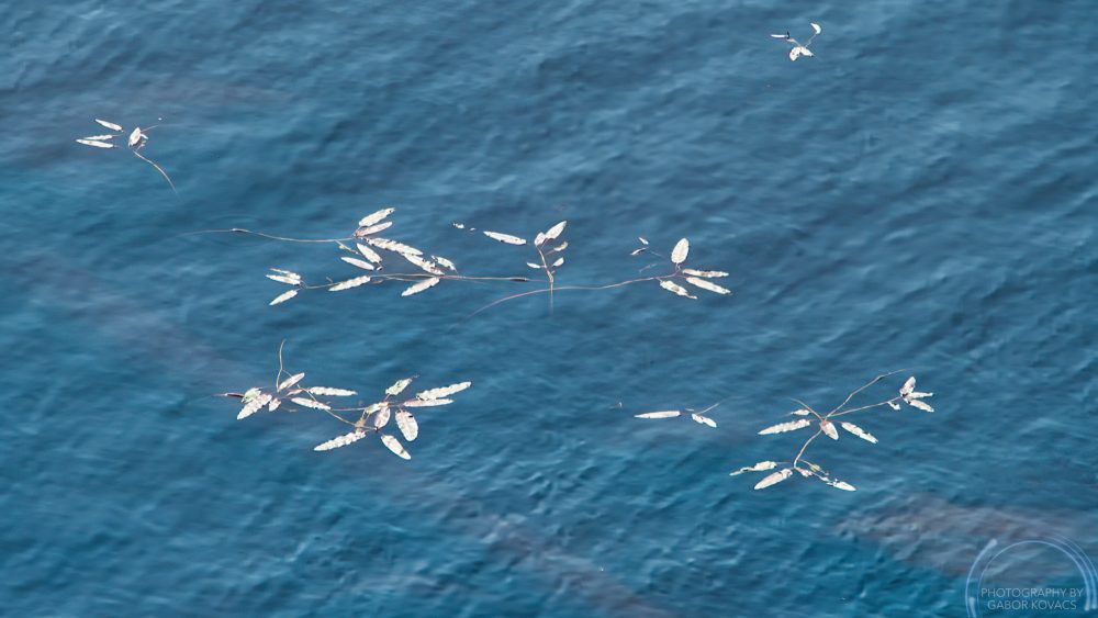 leaves on the&nbsp;lake