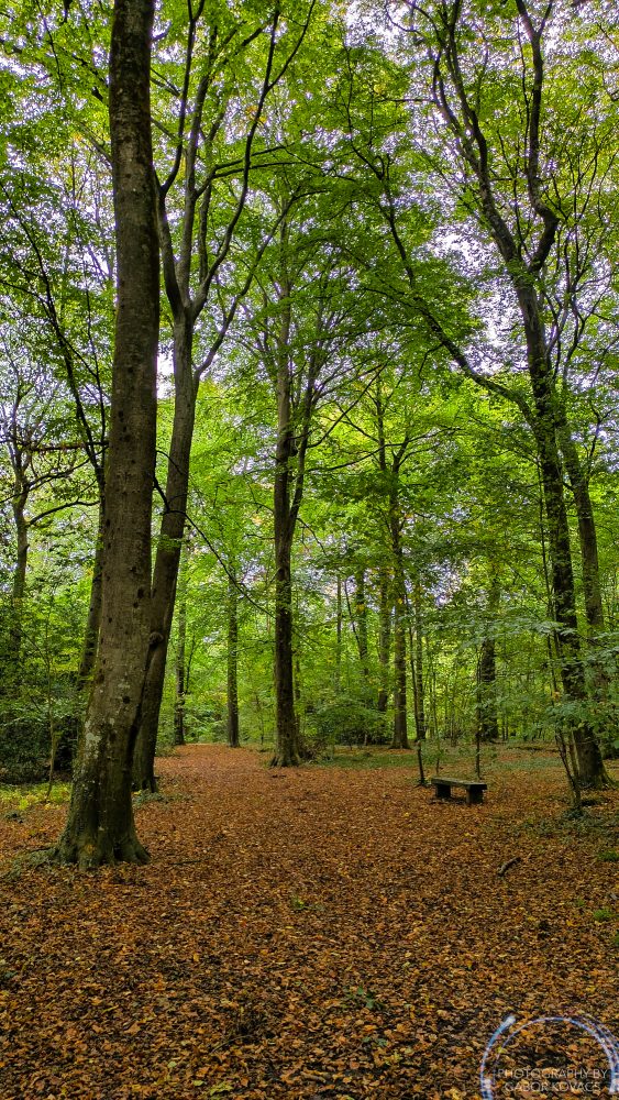 Forest of Bere&nbsp;25.10.2025