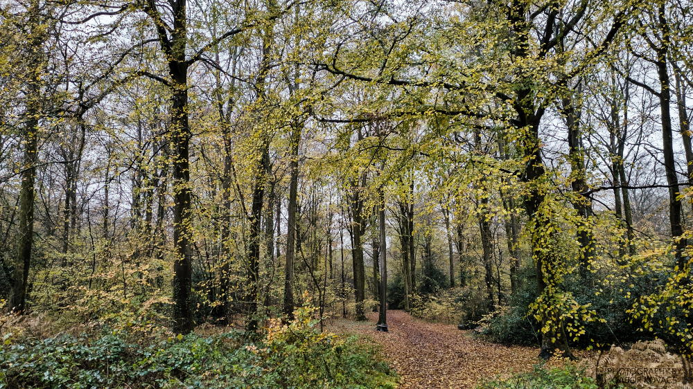 Forest of Bere&nbsp;22.11.2025