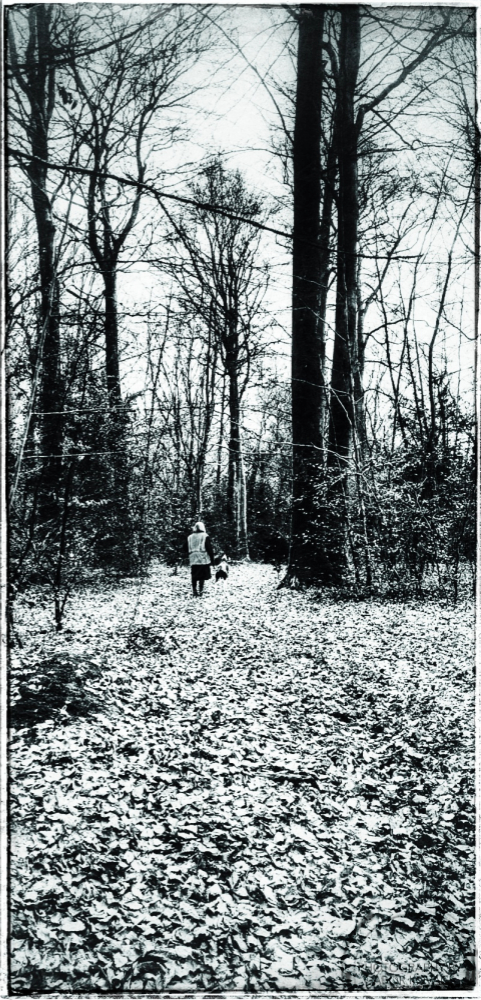 Forest of Bere&nbsp;26.12.2025