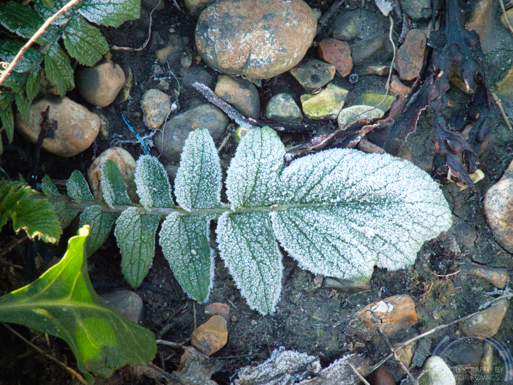 frosted leaf