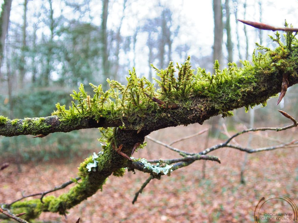 Forest of Bere&nbsp;11.01.2026