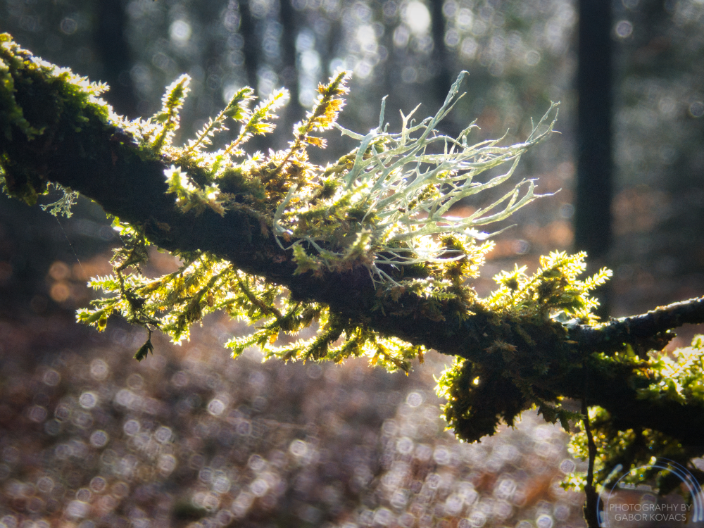 backlit lichen and&nbsp;moss
