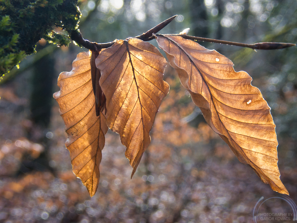 Beech leaves