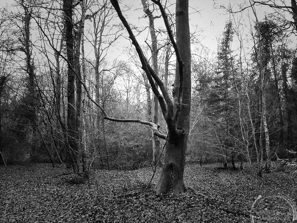 Forest of Bere&nbsp;18.01.2026