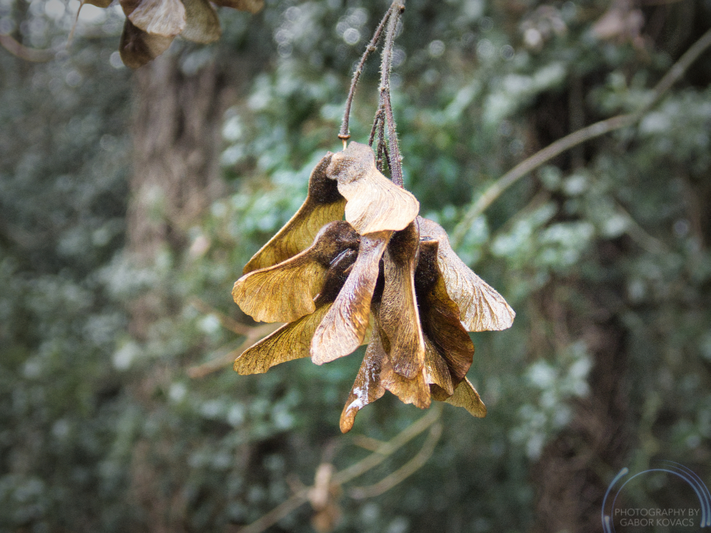 Sycamore seeds