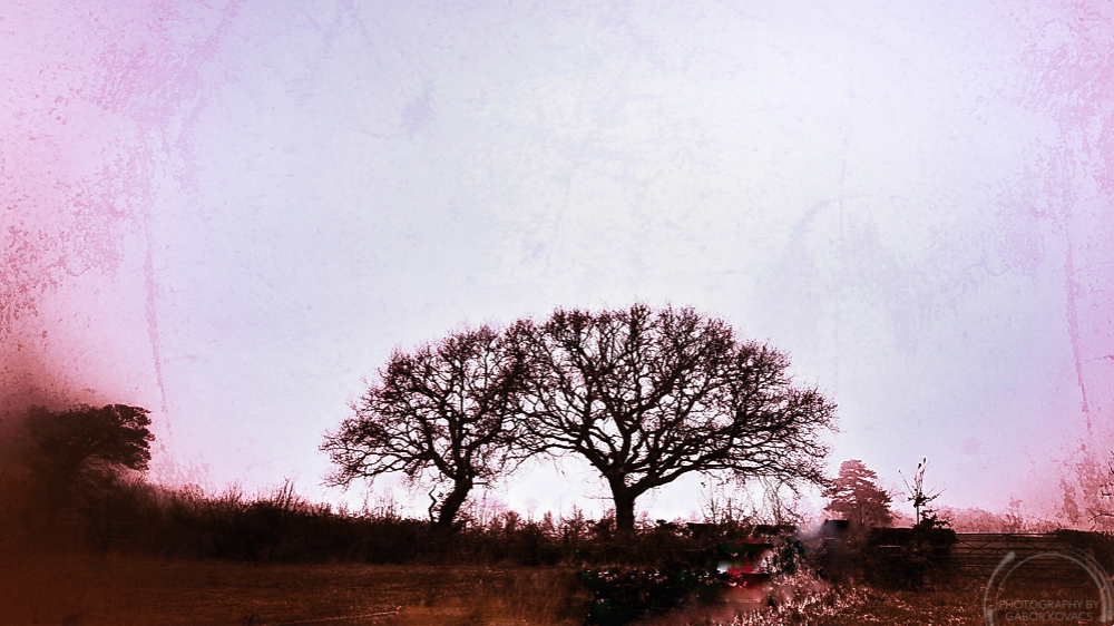 trees on a foggy&nbsp;day