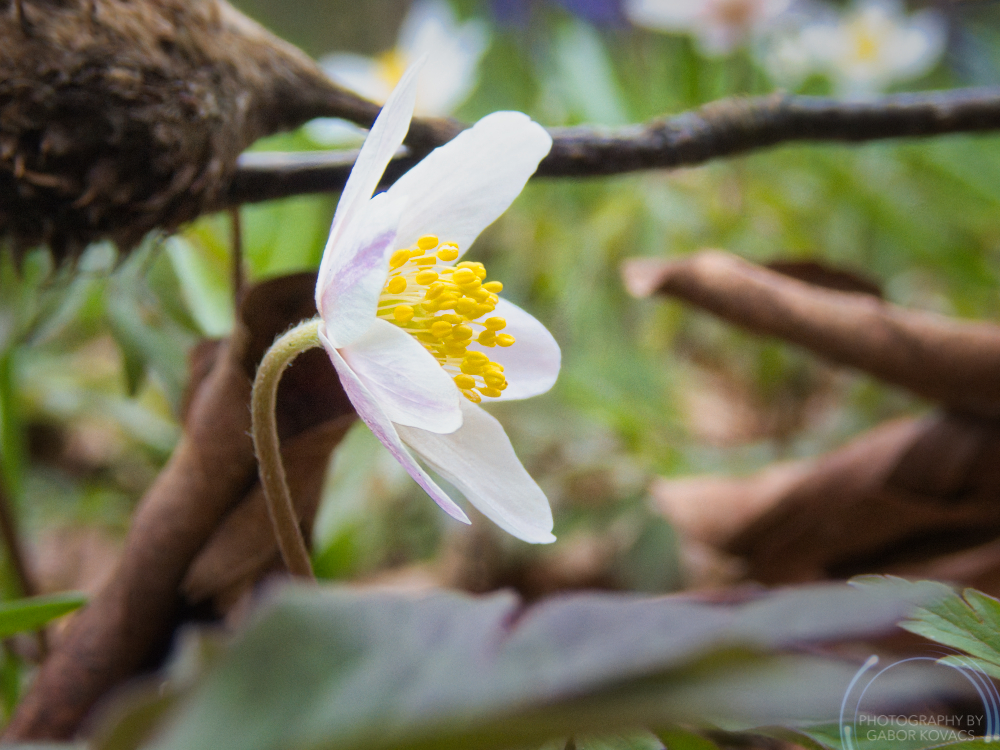 wood anemone