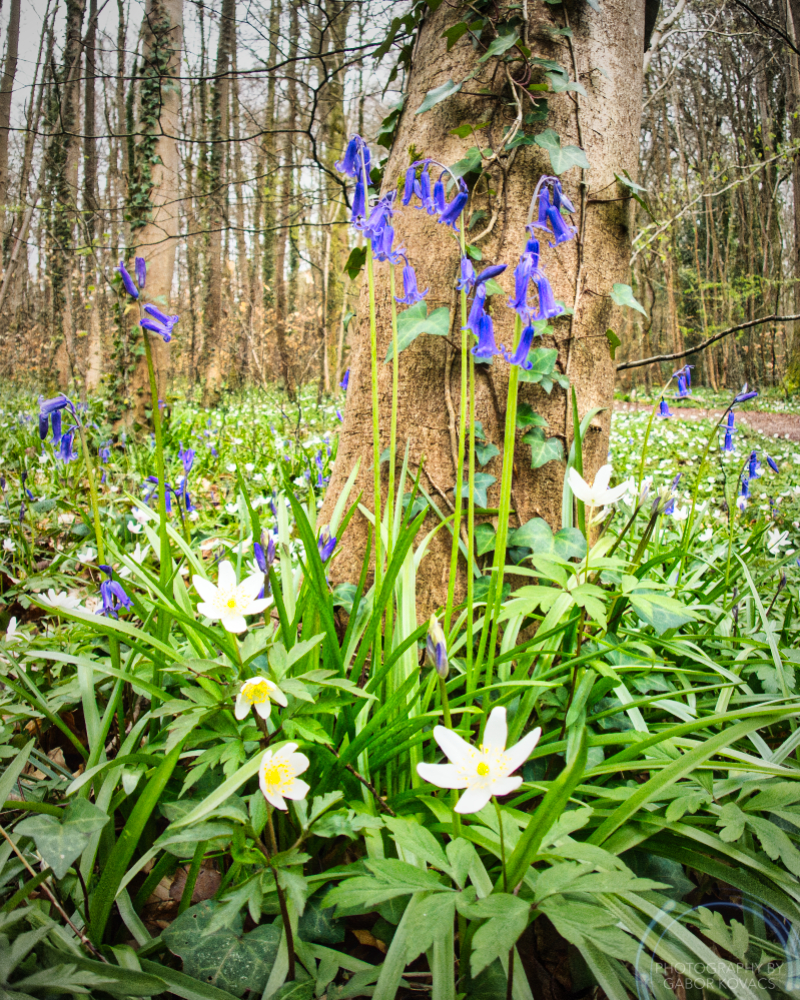 bluebells and anemones