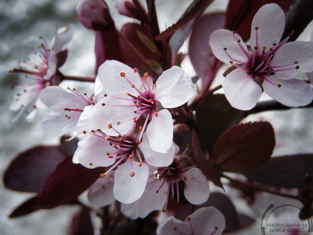 Prunus Nipponica Blossom
