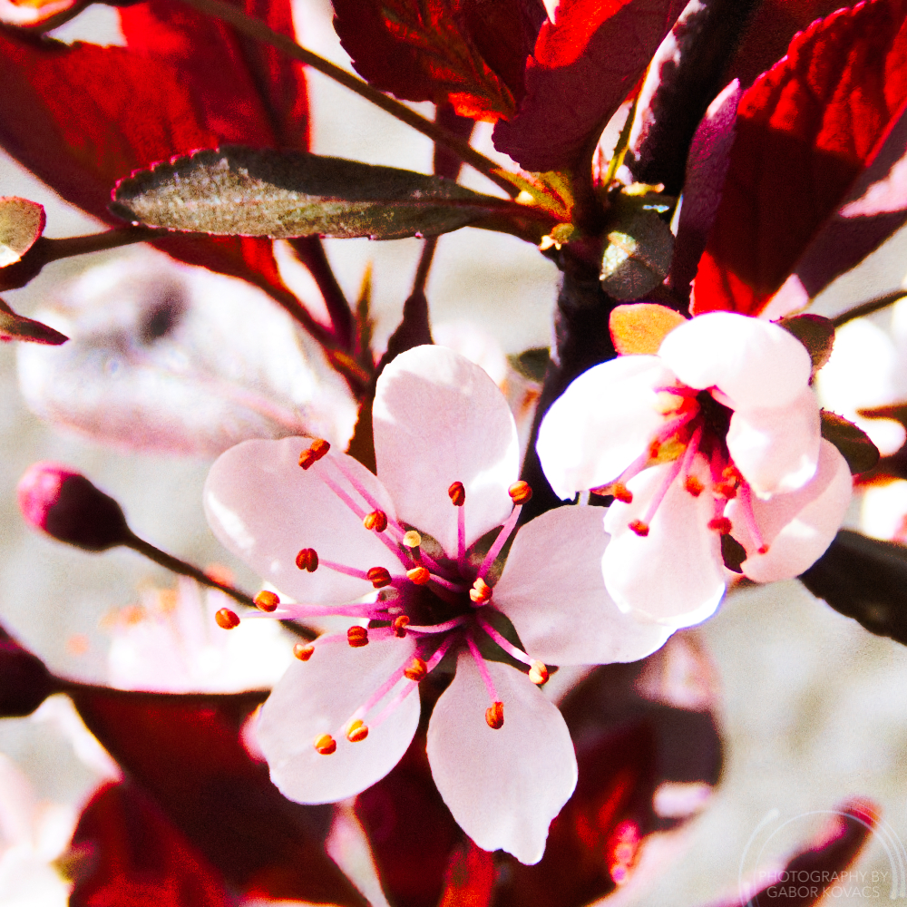 More prunus nipponica&nbsp;blossom