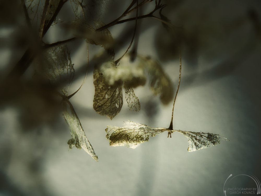 Dried Hydrangea flower