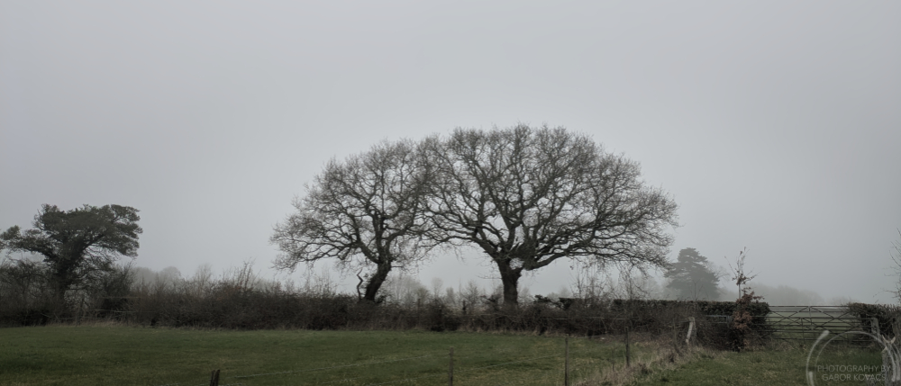 Trees on a foggy day&nbsp;2