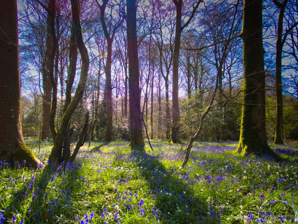 Bluebells and anemones