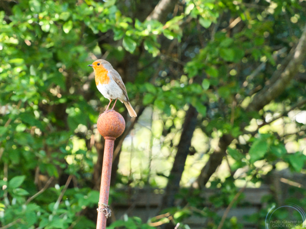 Robin in the&nbsp;Garden