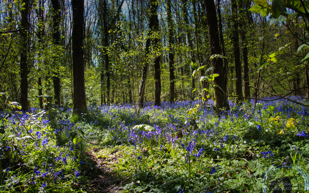 Bluebells