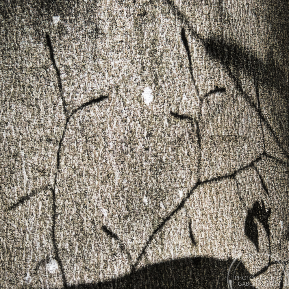 Shadows on a beech tree&nbsp;trunk