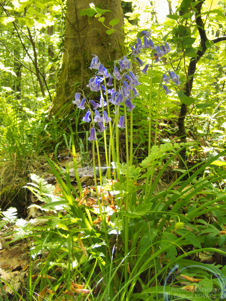Bluebells