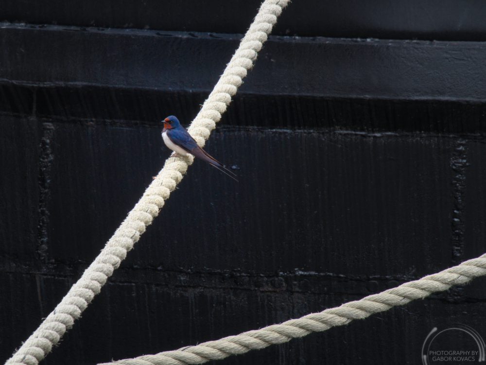 swallow