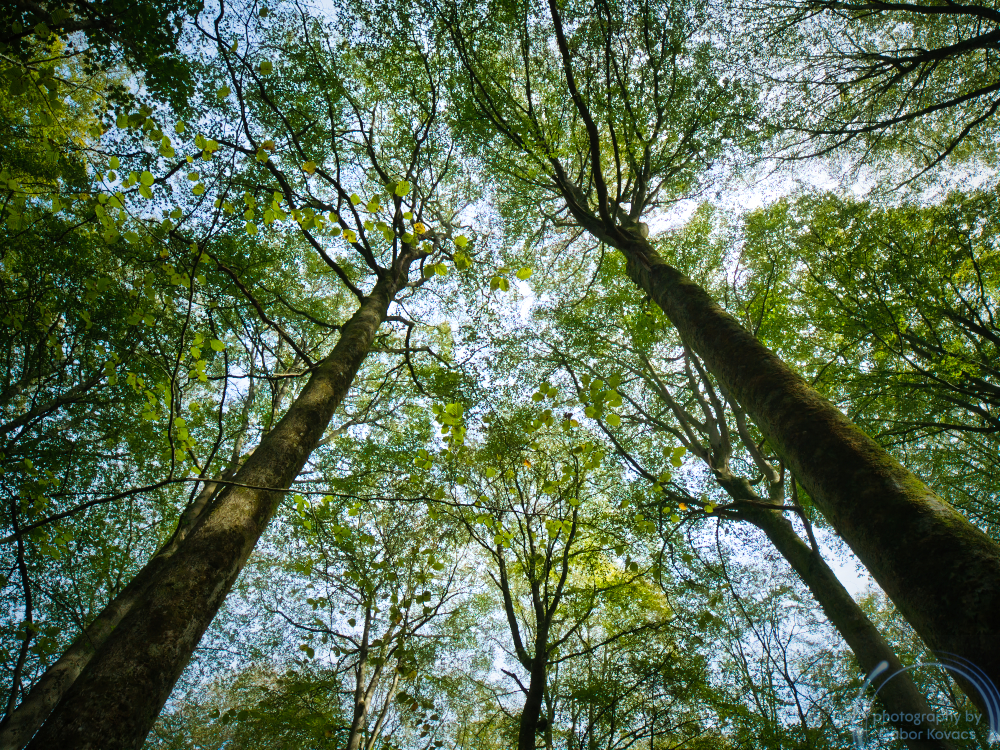 In the Woods