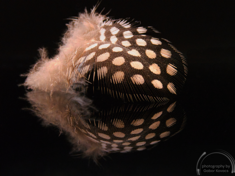 Feather